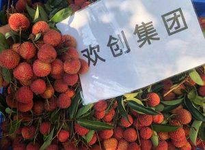 夏日好“枝”味，开云(中国)集团发福“荔”啦